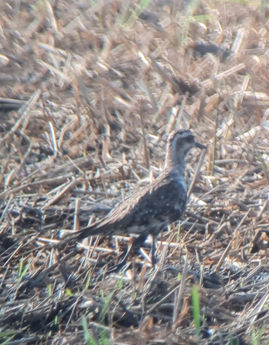 American Golden-Plover - ML613412619