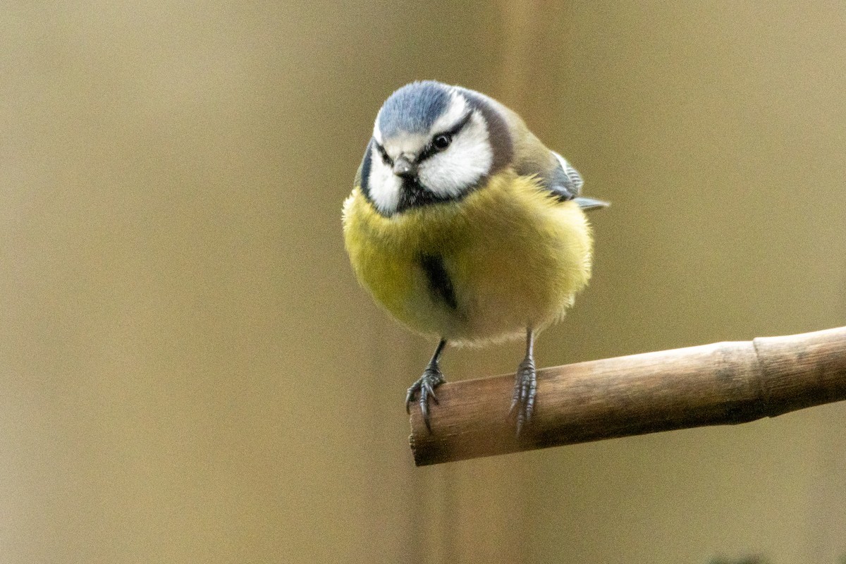 Eurasian Blue Tit - ML613412633