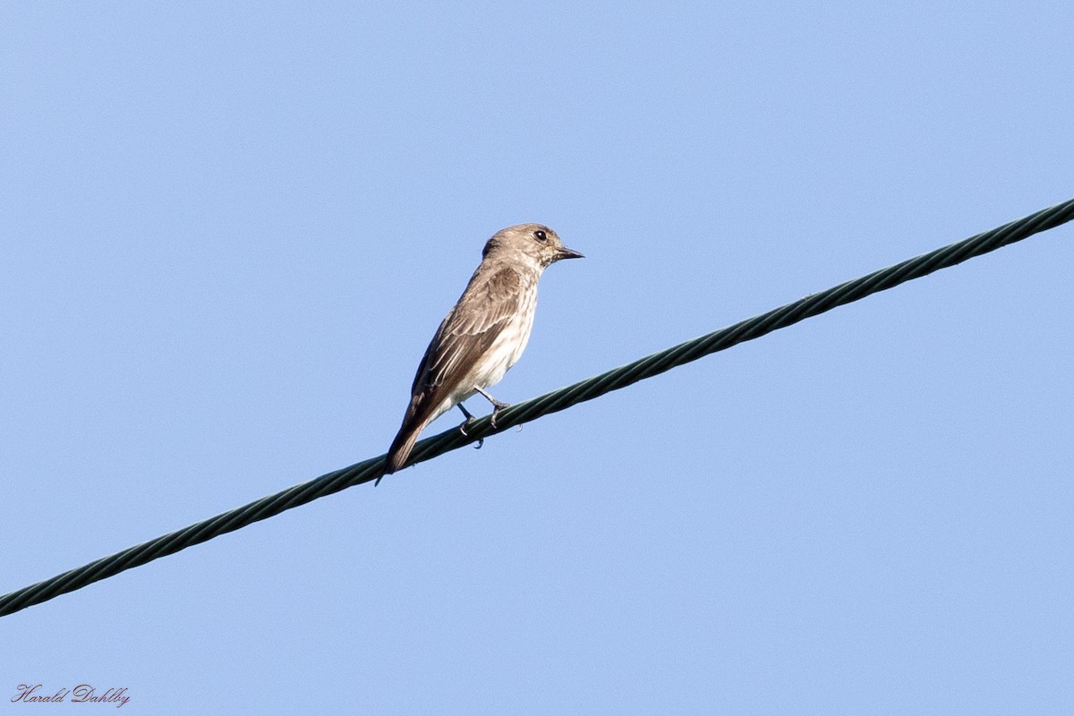 Gray-streaked Flycatcher - ML613412658