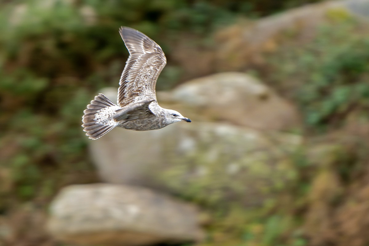 American Herring Gull - Daniel López-Velasco | Ornis Birding Expeditions