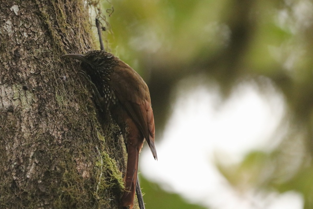 Montane Woodcreeper - ML613412849