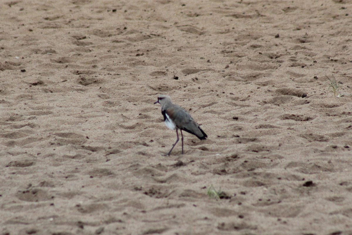 Southern Lapwing - ML613412878