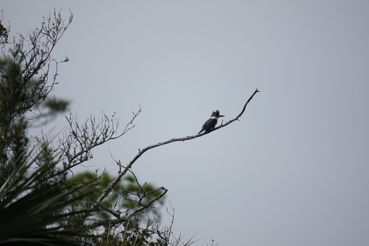 Belted Kingfisher - ML613412894
