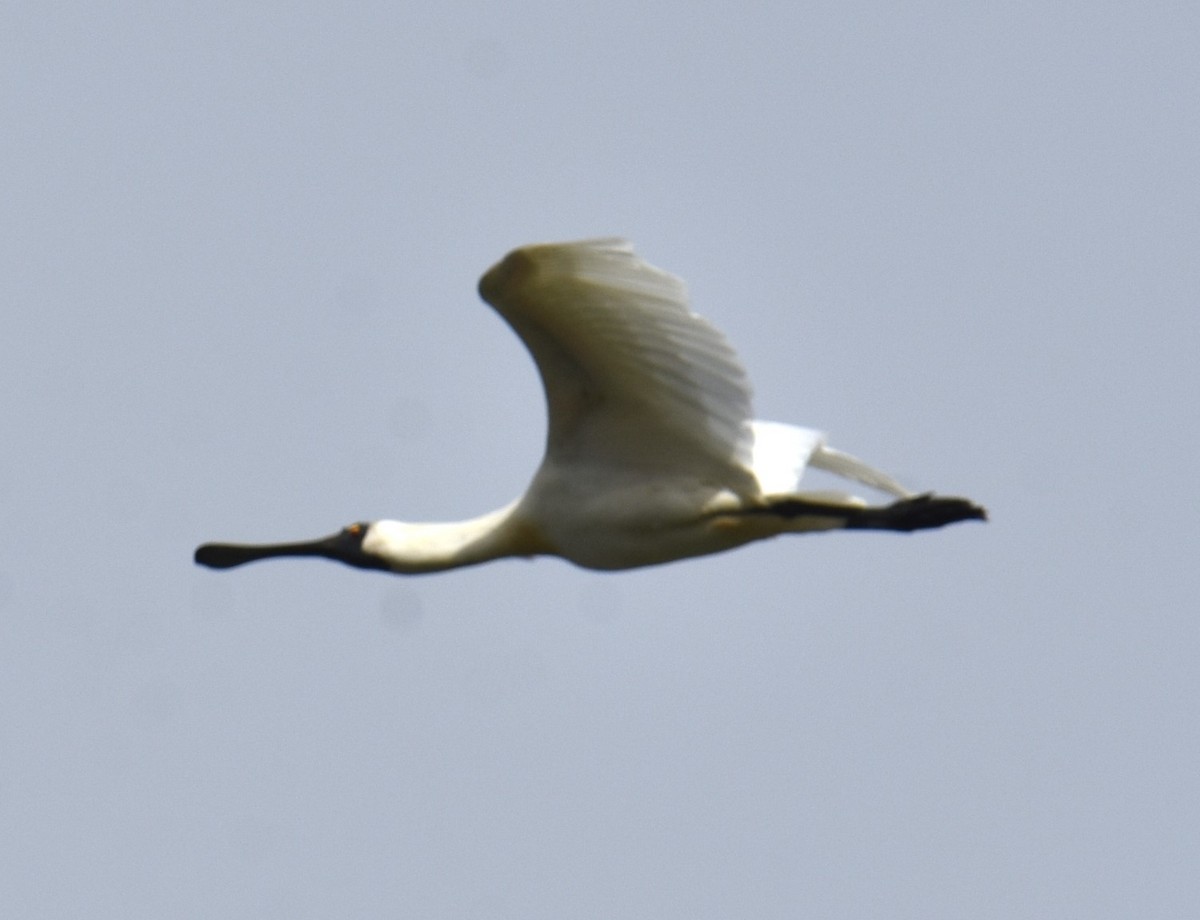 Royal Spoonbill - ML613412904