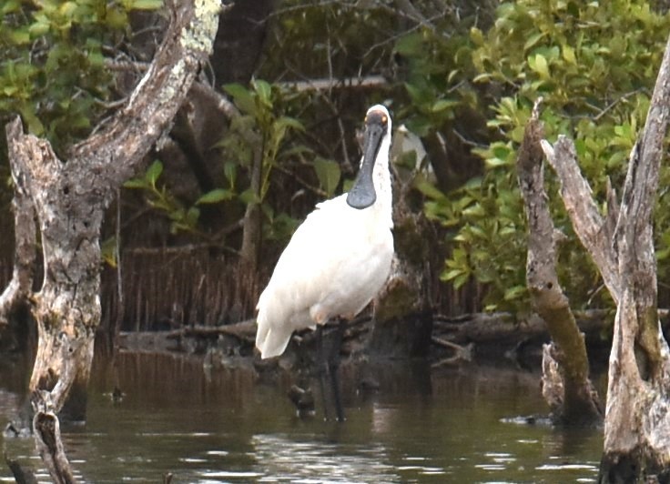 Royal Spoonbill - ML613412907