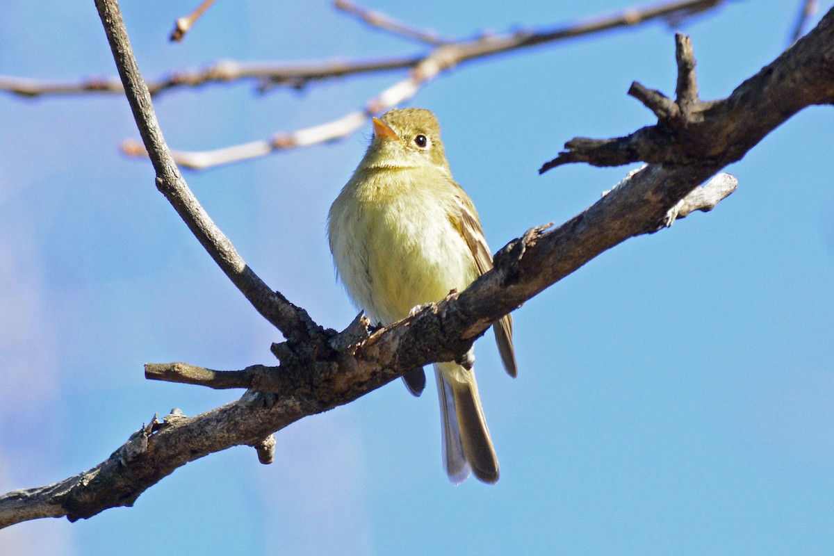 Western Flycatcher - ML613412908