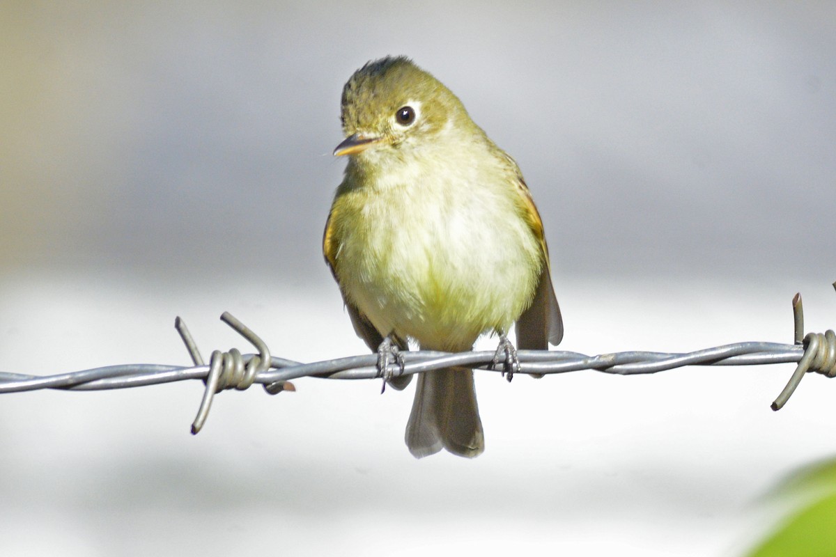 Western Flycatcher - ML613412909