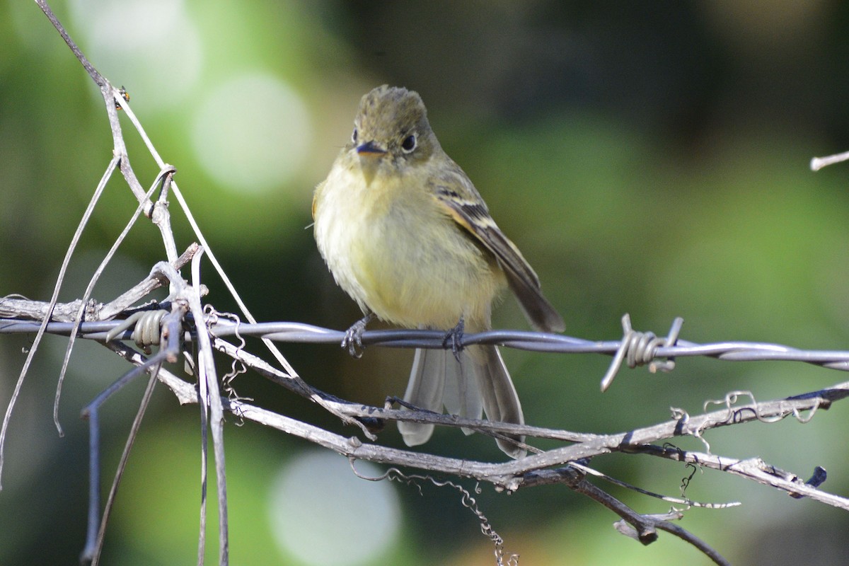 Western Flycatcher - ML613412910