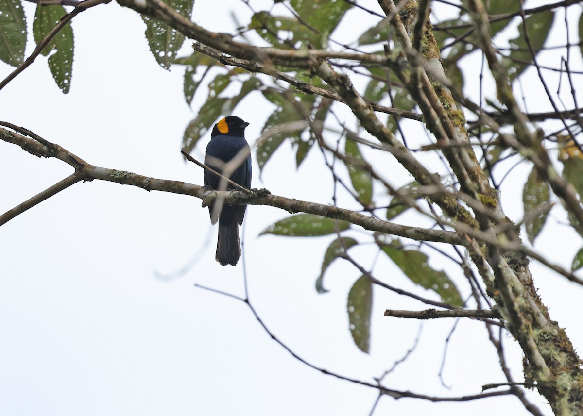 Yellow-scarfed Tanager - ML613412913