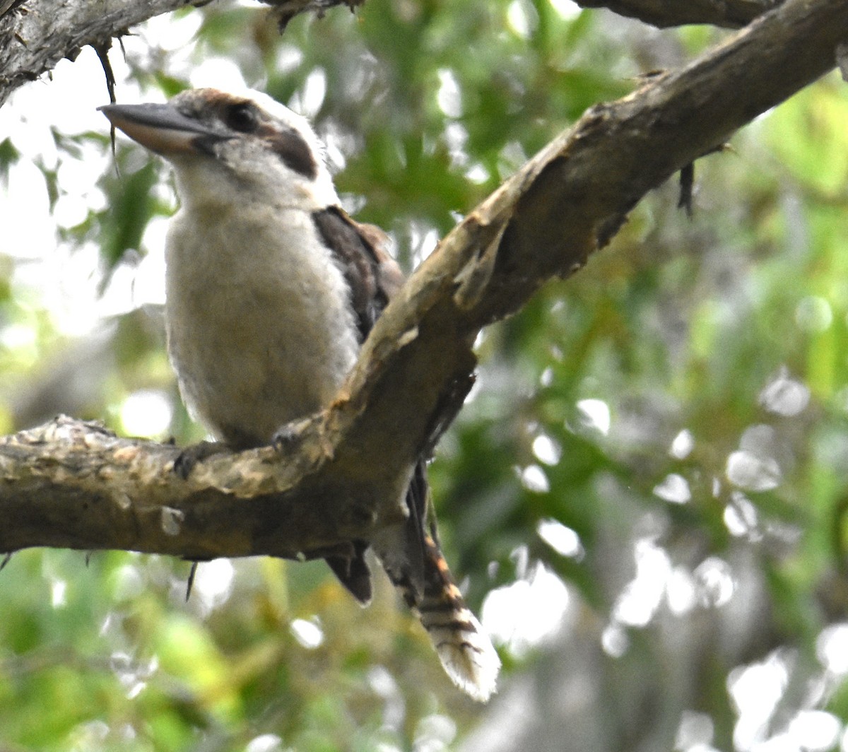 Laughing Kookaburra - ML613412937