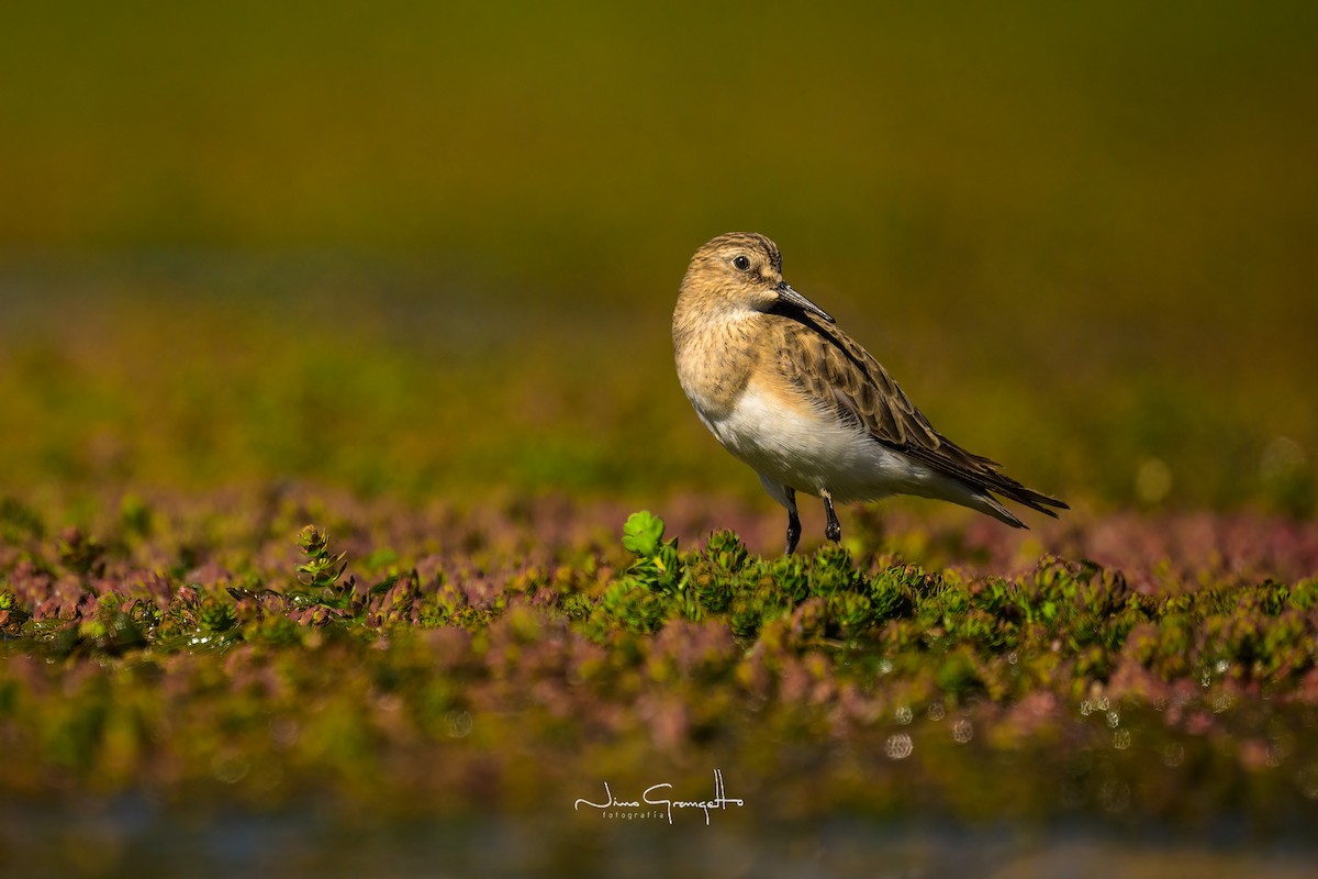 Baird's Sandpiper - ML613412944