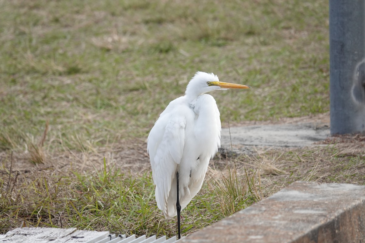 Great Egret - ML613412965