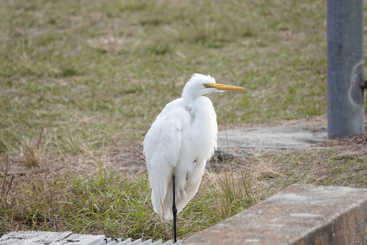 Great Egret - ML613412966