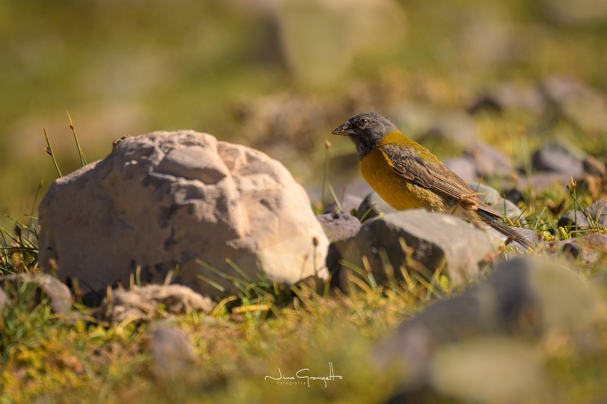 Red-backed Sierra Finch - Aldo Grangetto