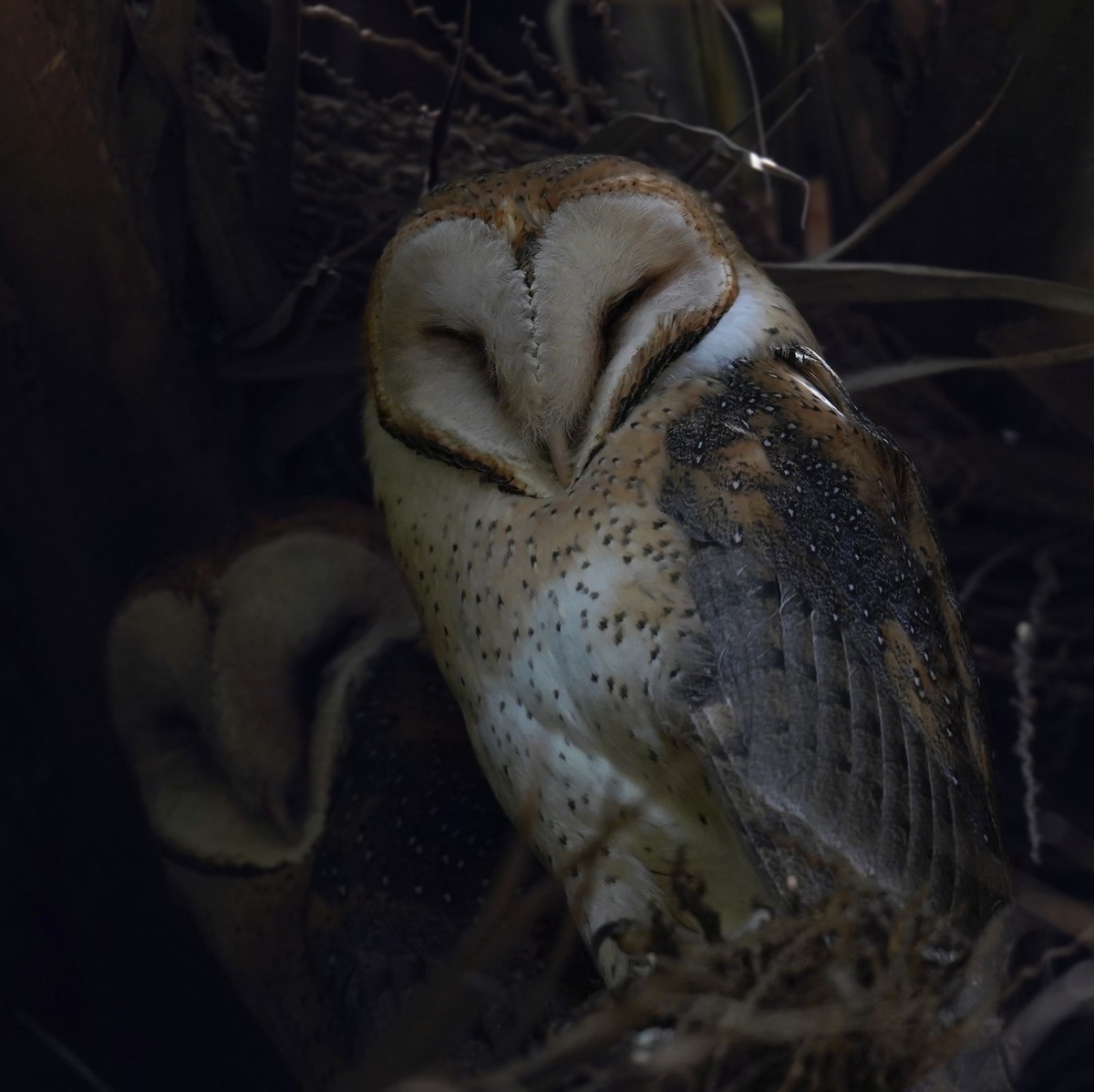 American Barn Owl - ML613412980