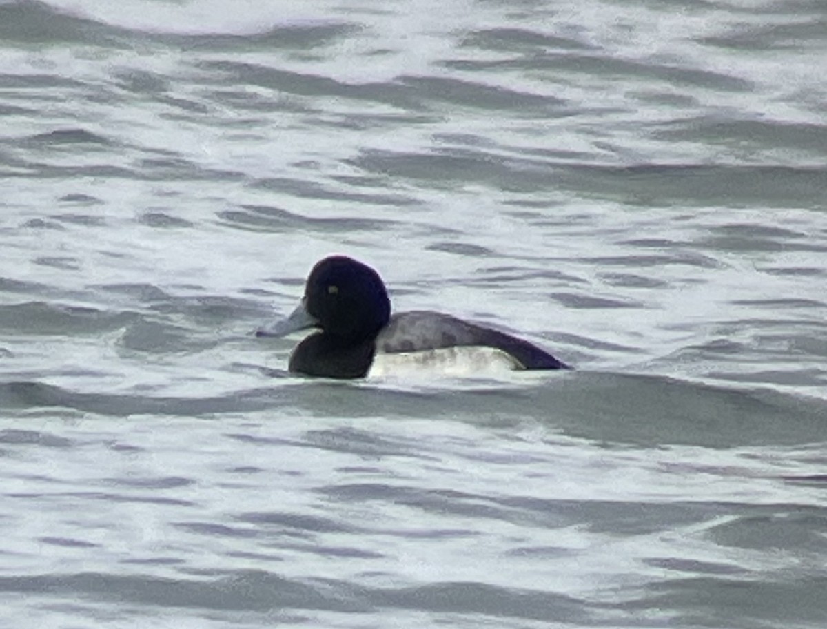 Greater Scaup - ML613413008