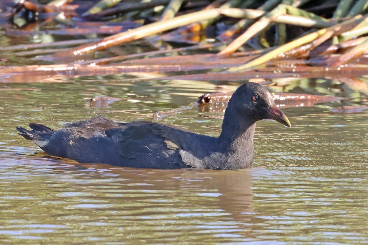 Dusky Moorhen - Trevor Hardaker