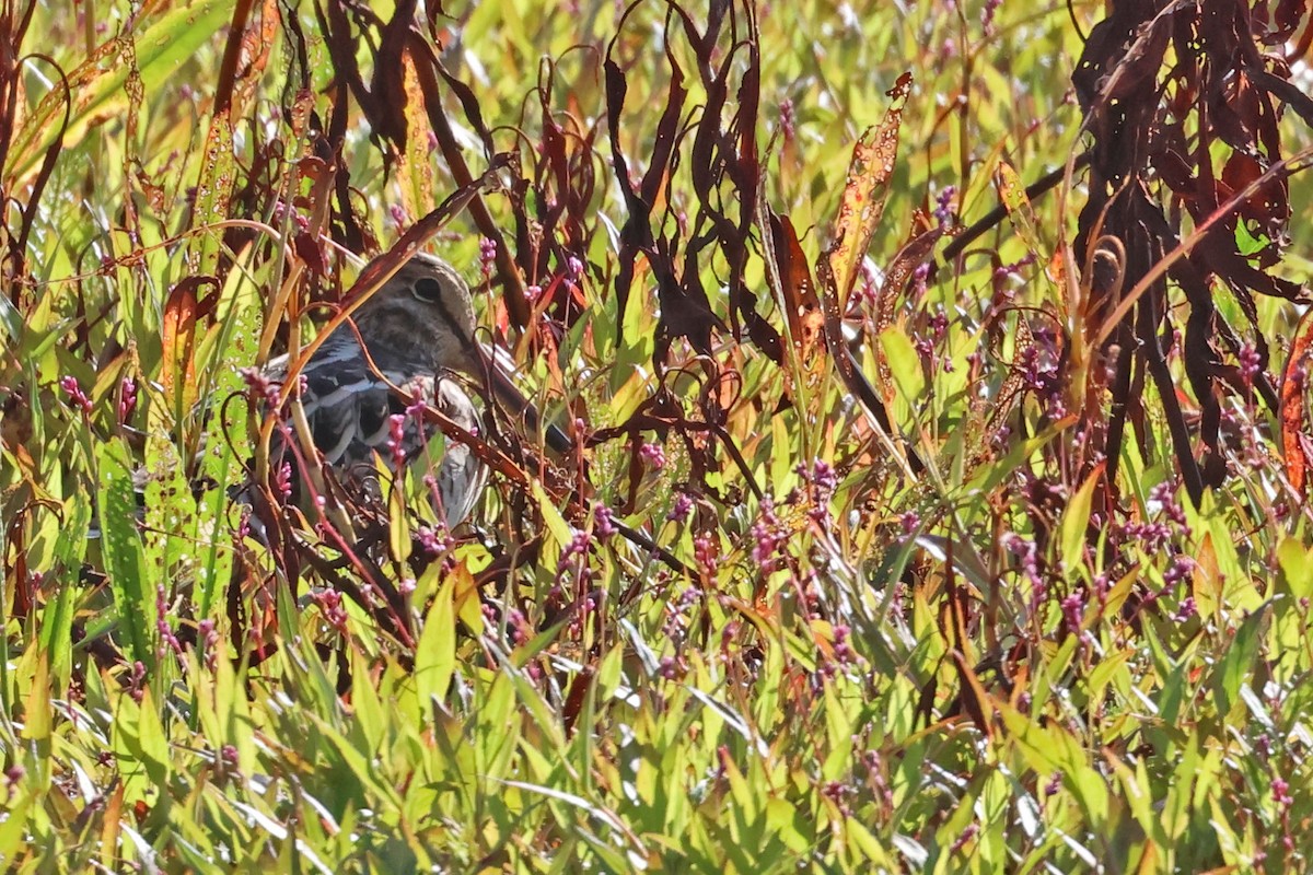 Latham's Snipe - Trevor Hardaker