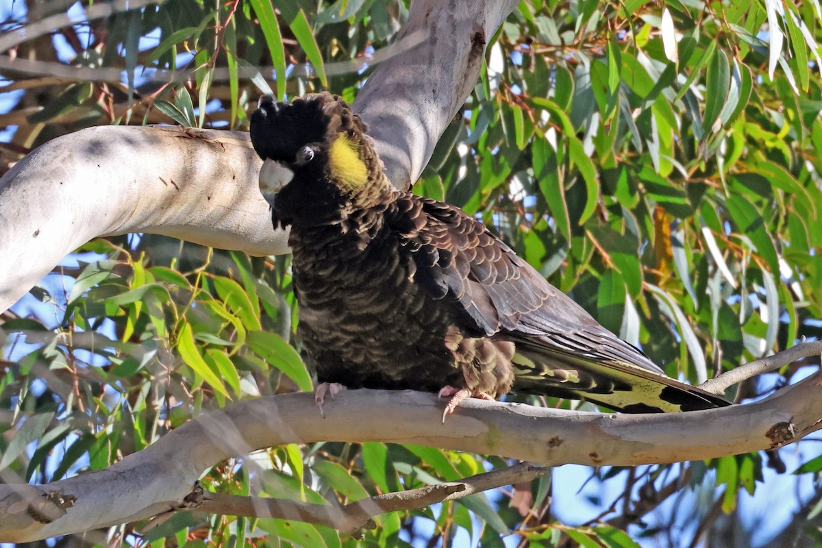 Cacatúa Fúnebre Coliamarilla - ML613413207