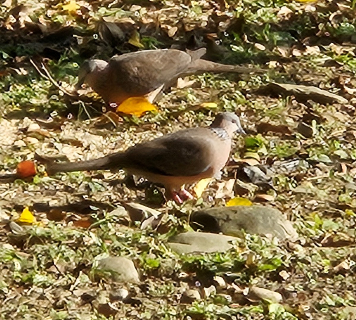 珠頸斑鳩 - ML613413211