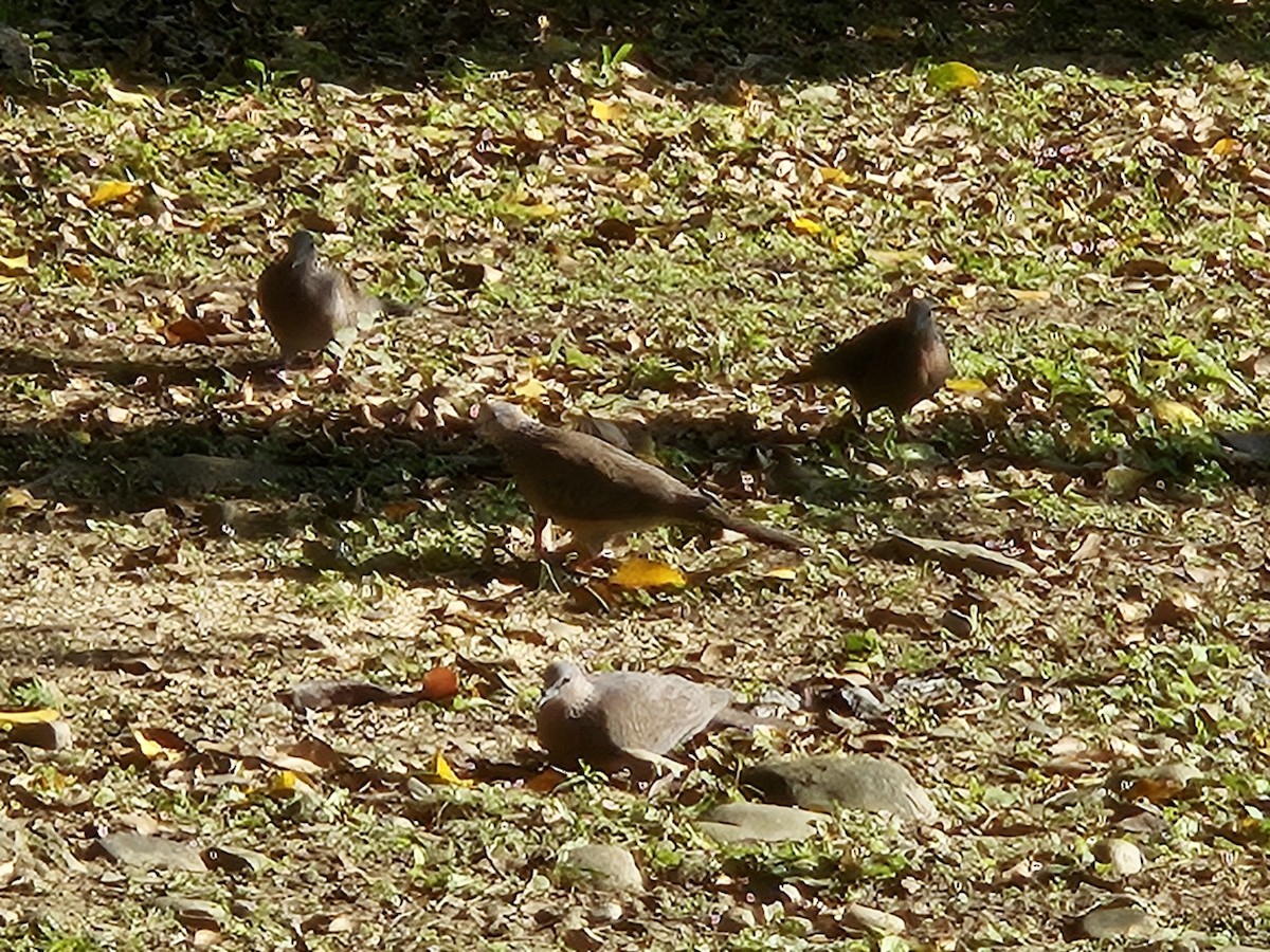 Spotted Dove - ML613413212