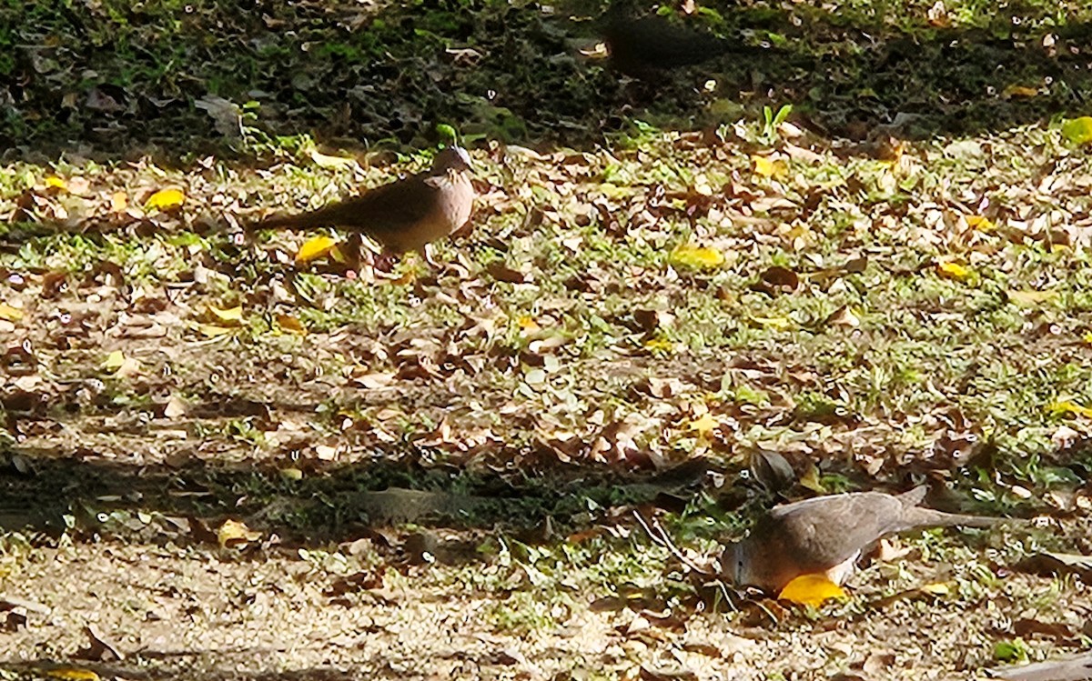 Spotted Dove - ML613413213