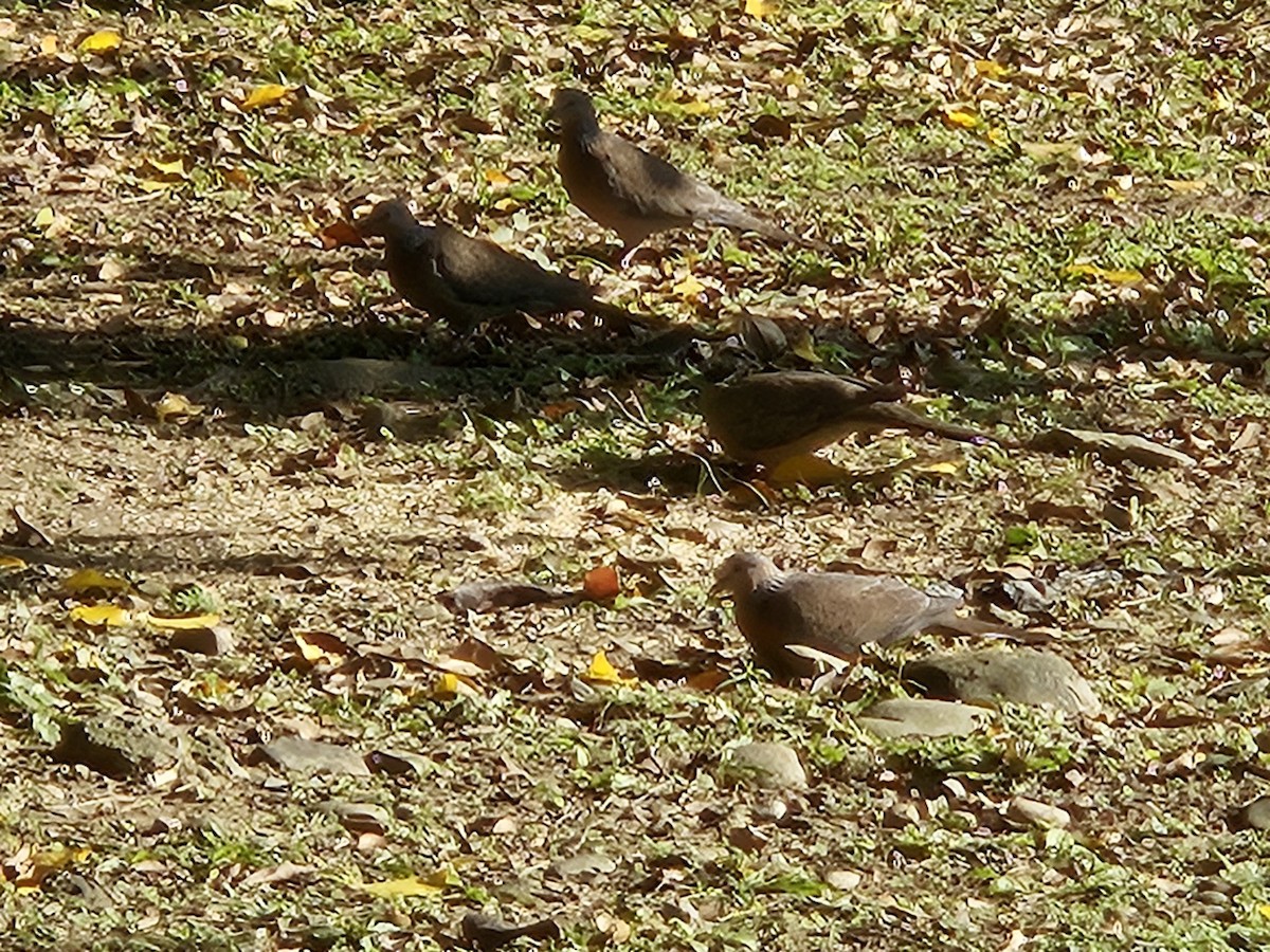 Spotted Dove - Chengheng Hu