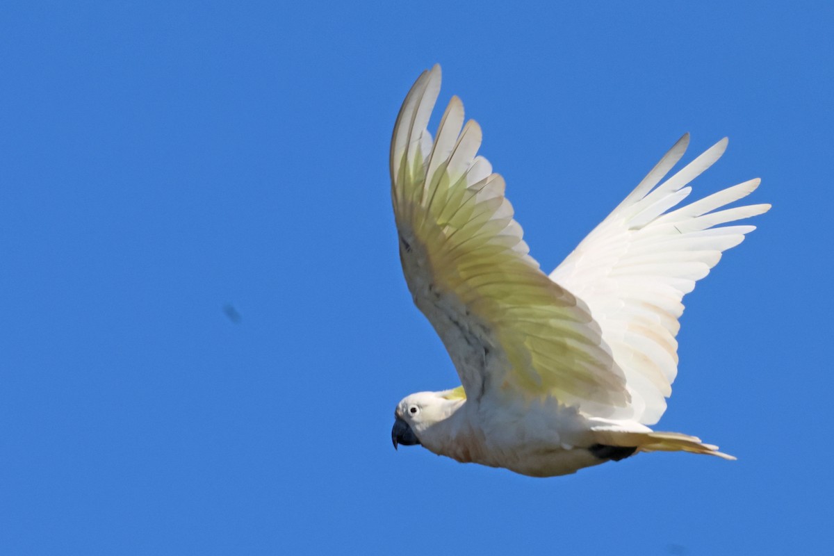 Sulphur-crested Cockatoo - Trevor Hardaker