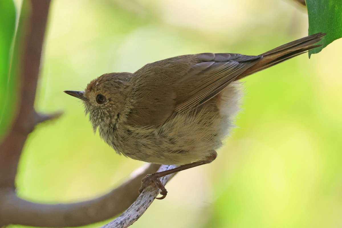 Brown Thornbill - ML613413223