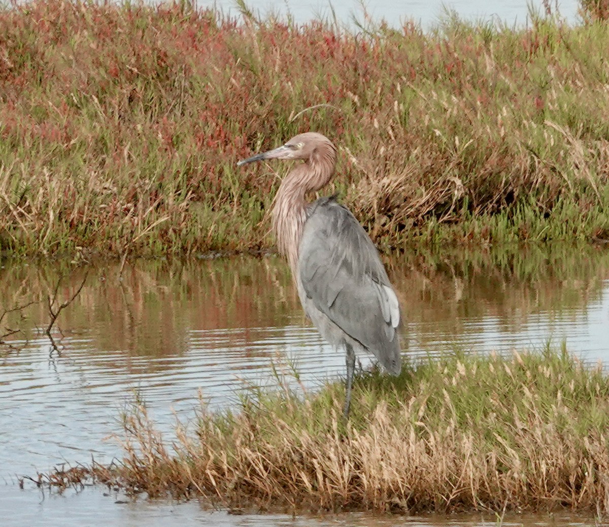 Reddish Egret - ML613413232