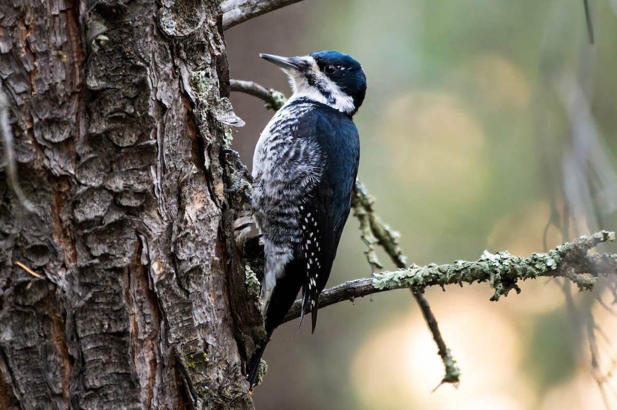 Black-backed Woodpecker - ML613413284