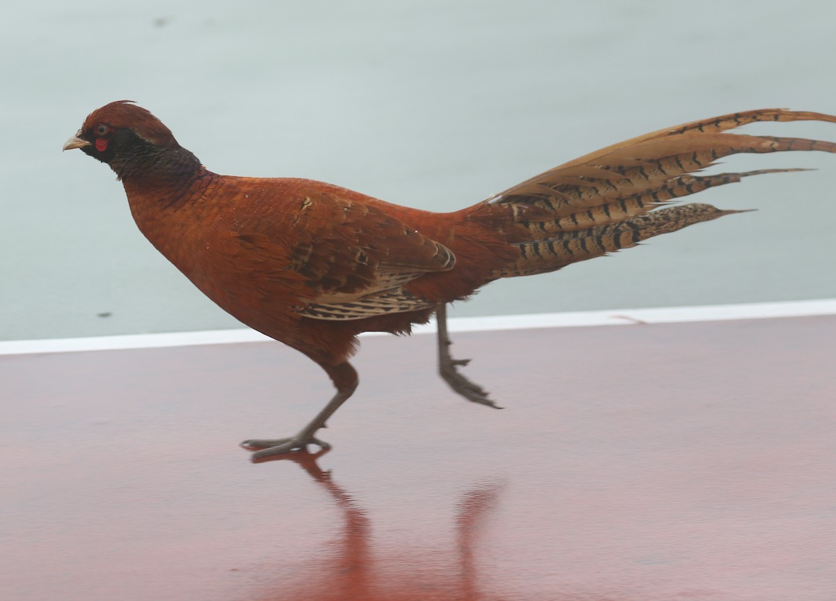 pheasant sp. - Bobby Brown