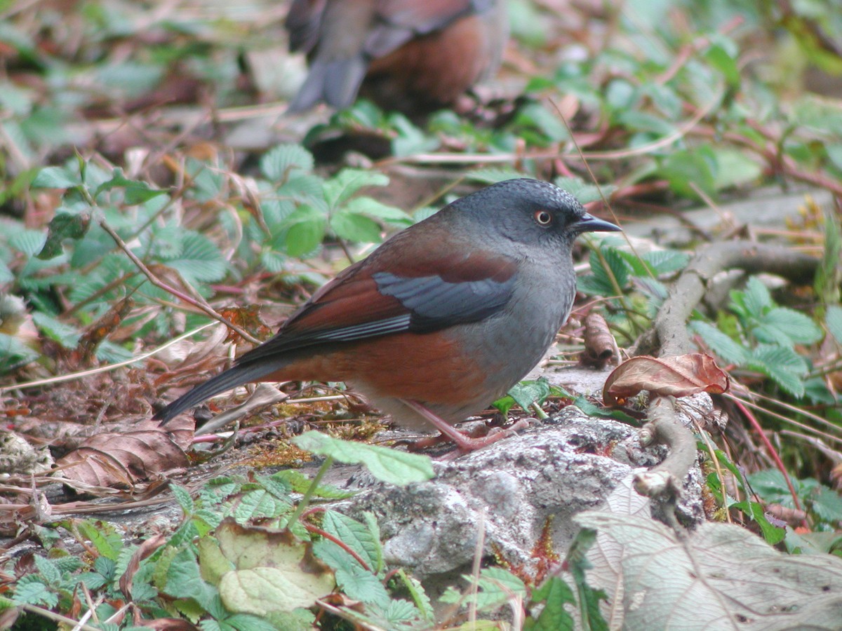 Maroon-backed Accentor - ML613413355