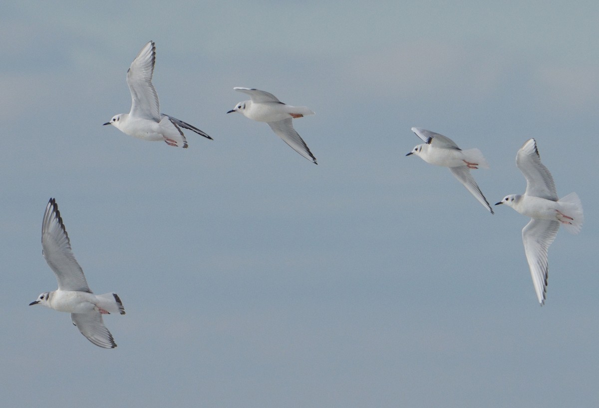 Gaviota de Bonaparte - ML613413422