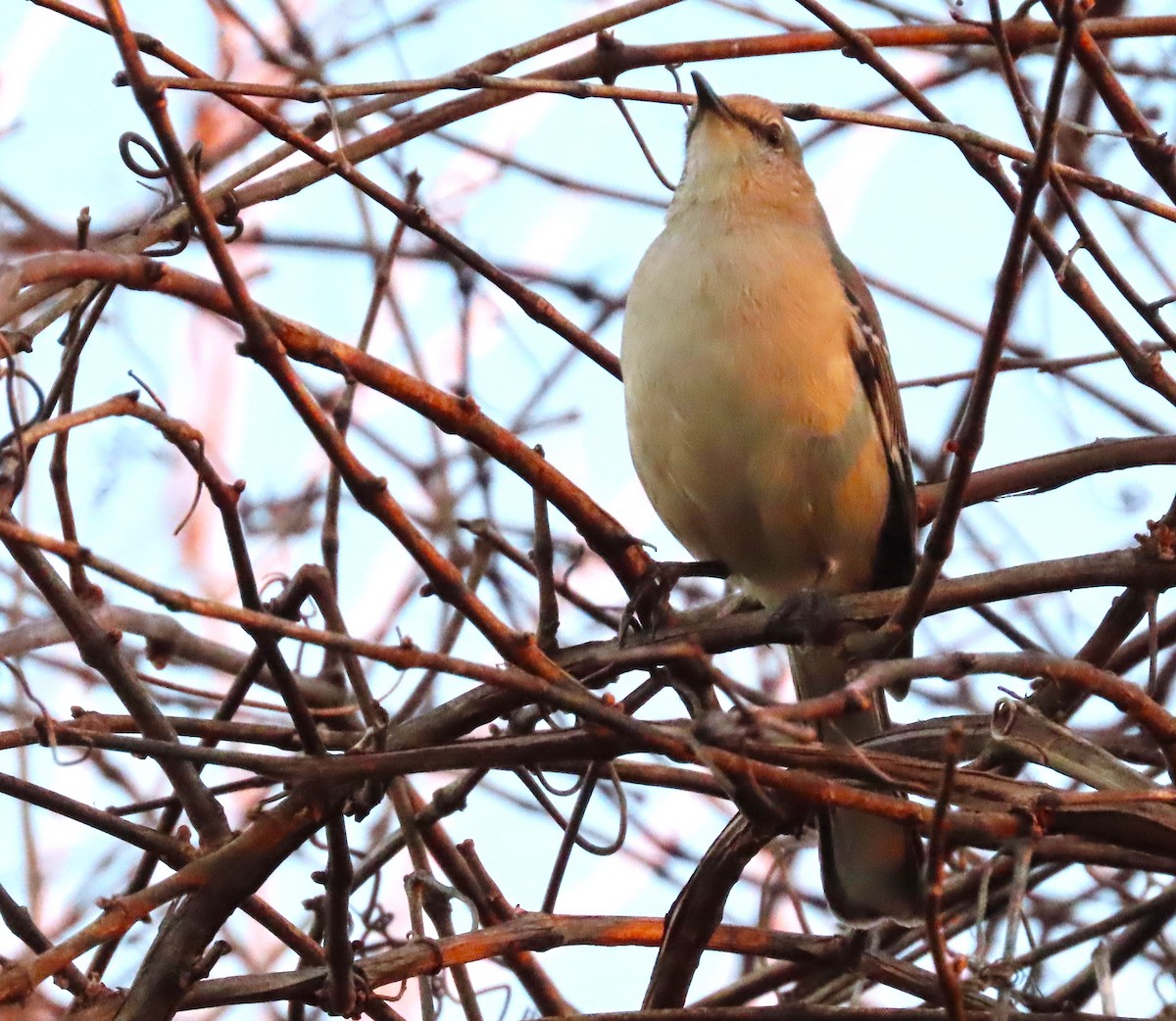Northern Mockingbird - ML613413501