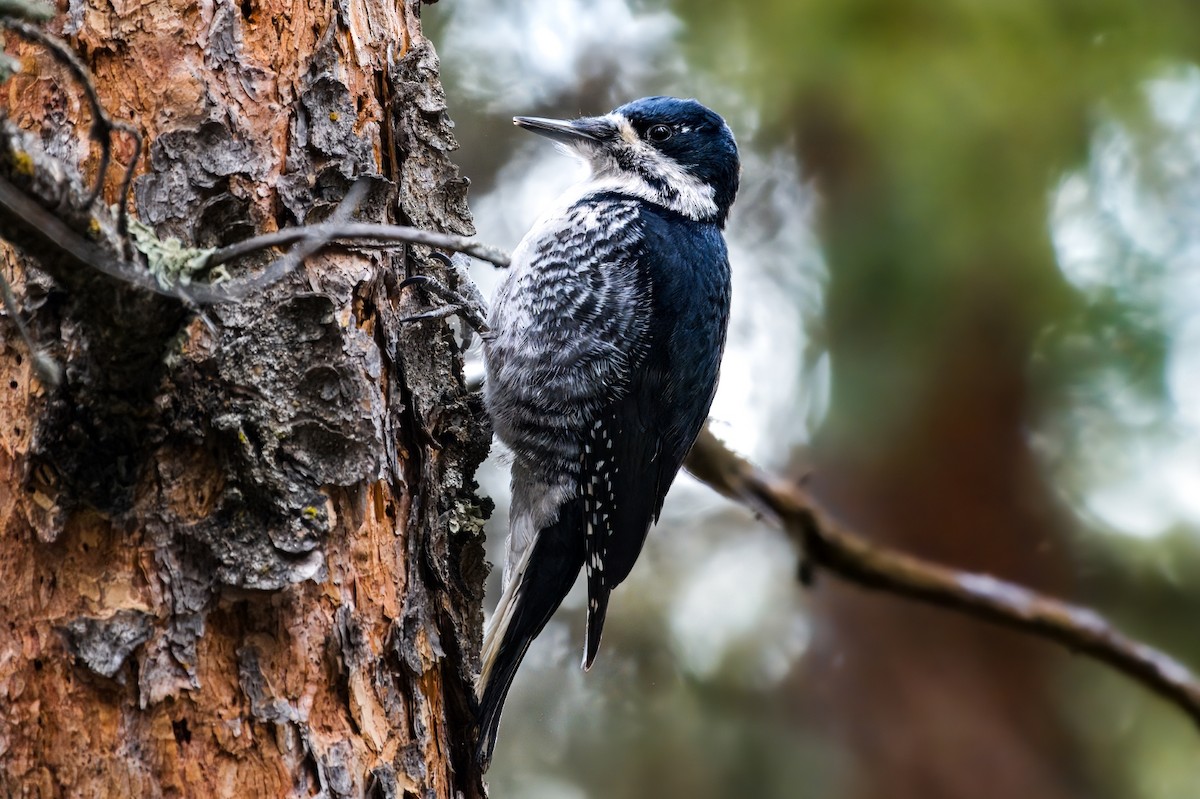 Black-backed Woodpecker - ML613413519