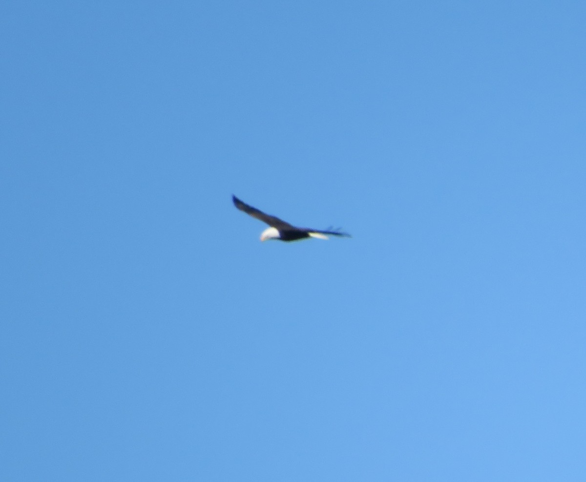 Белоголовый орлан - ML613413649