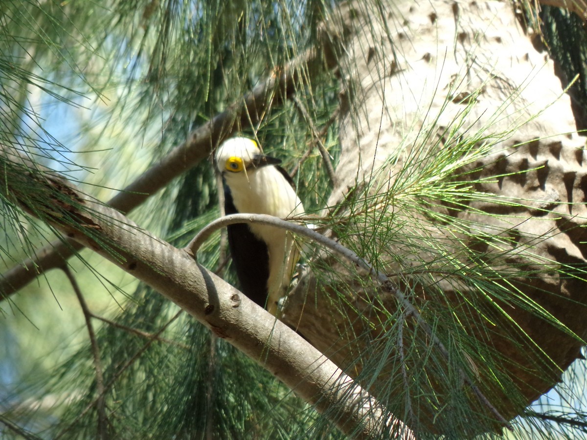 White Woodpecker - ML613413665