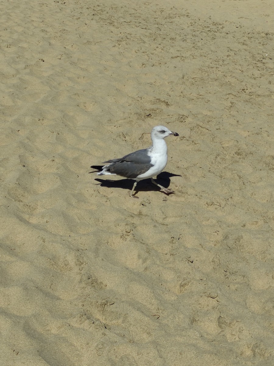 Lesser Black-backed Gull - ML613413688