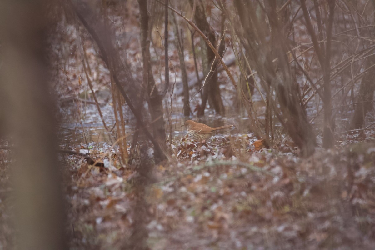 Brown Thrasher - Allen Rand