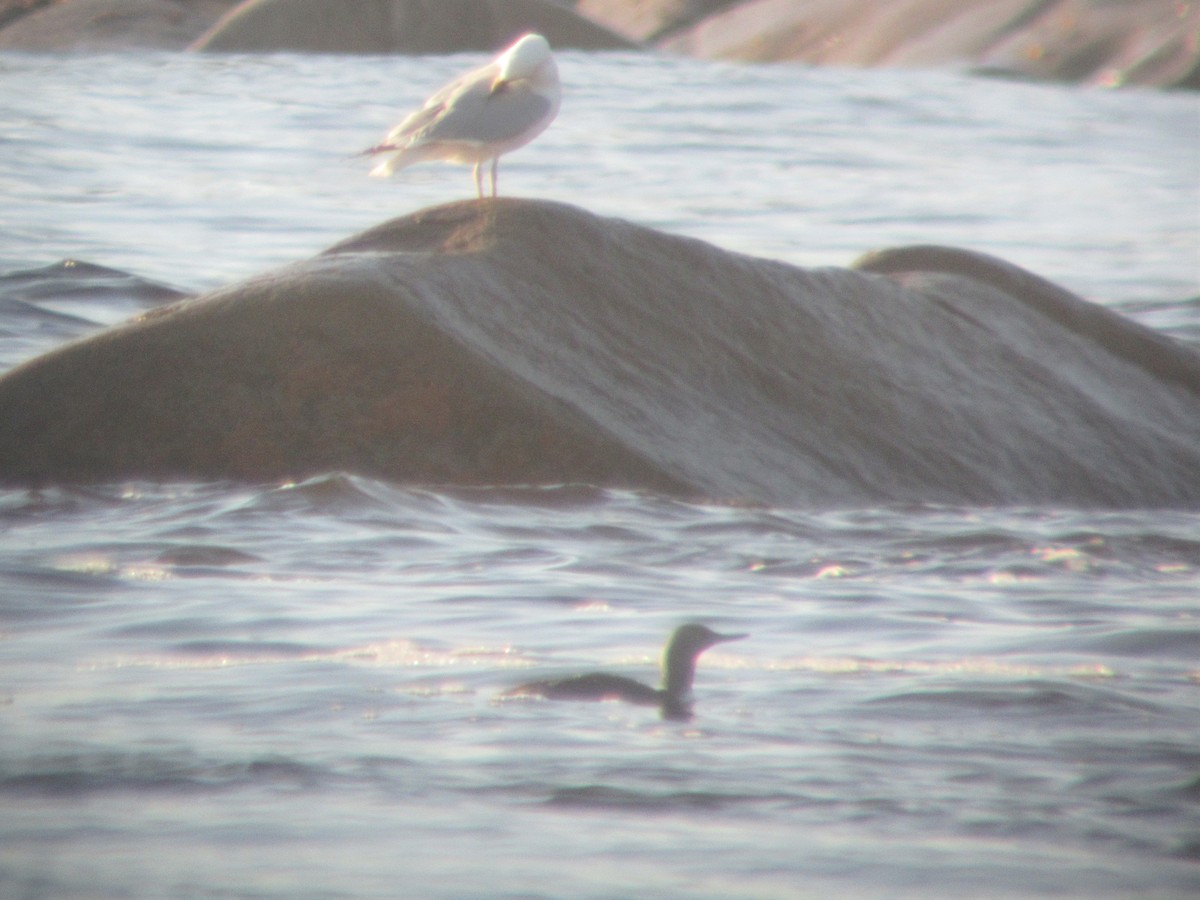 Red-throated Loon - ML613413839