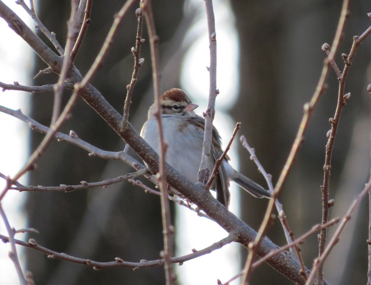 Chipping Sparrow - ML613413887