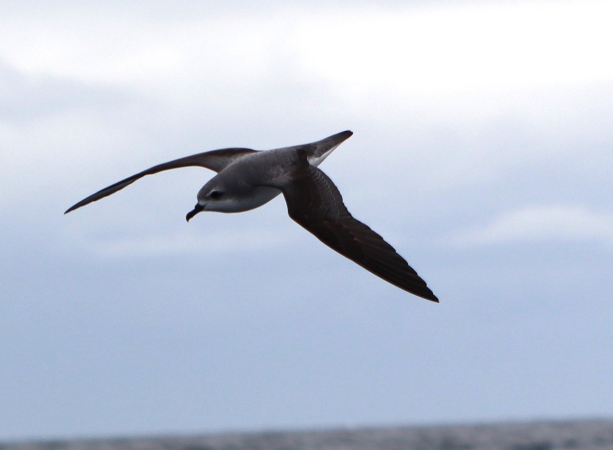 Cook's Petrel - ML613413943