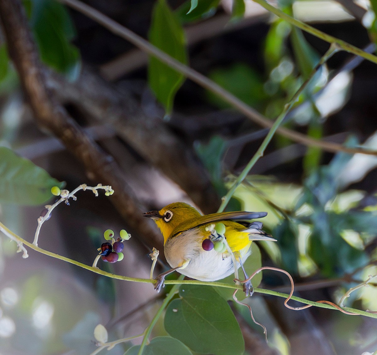 Indian White-eye - ML613413970