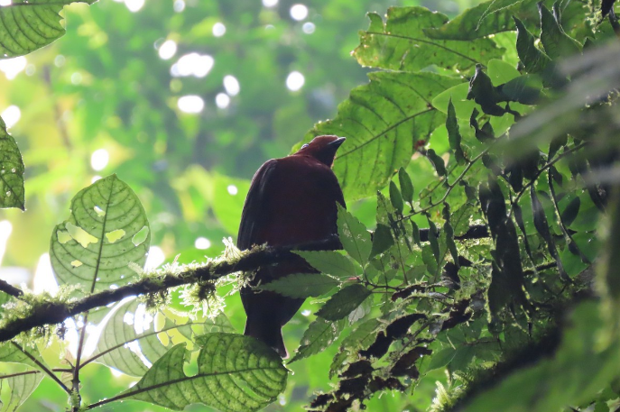 Andean Cock-of-the-rock - ML613413972