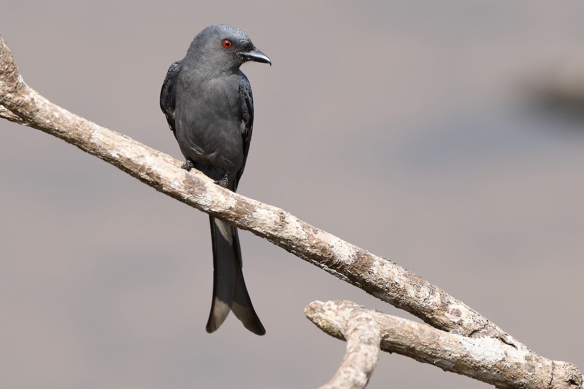 drongo kouřový [skupina leucophaeus] - ML613414025