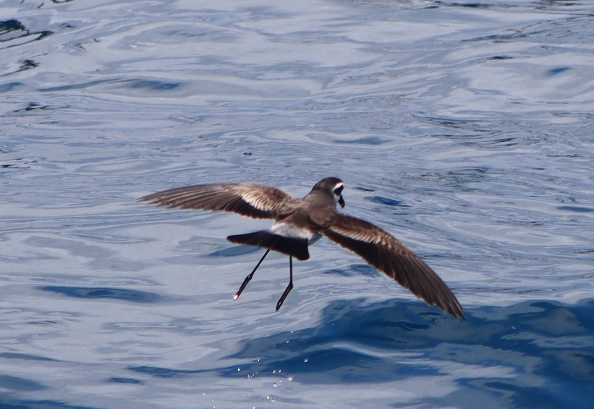White-faced Storm-Petrel - ML613414028