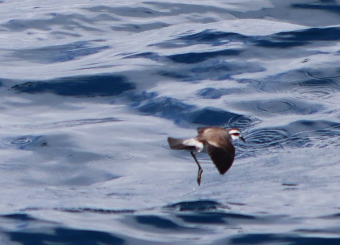 White-faced Storm-Petrel - ML613414029