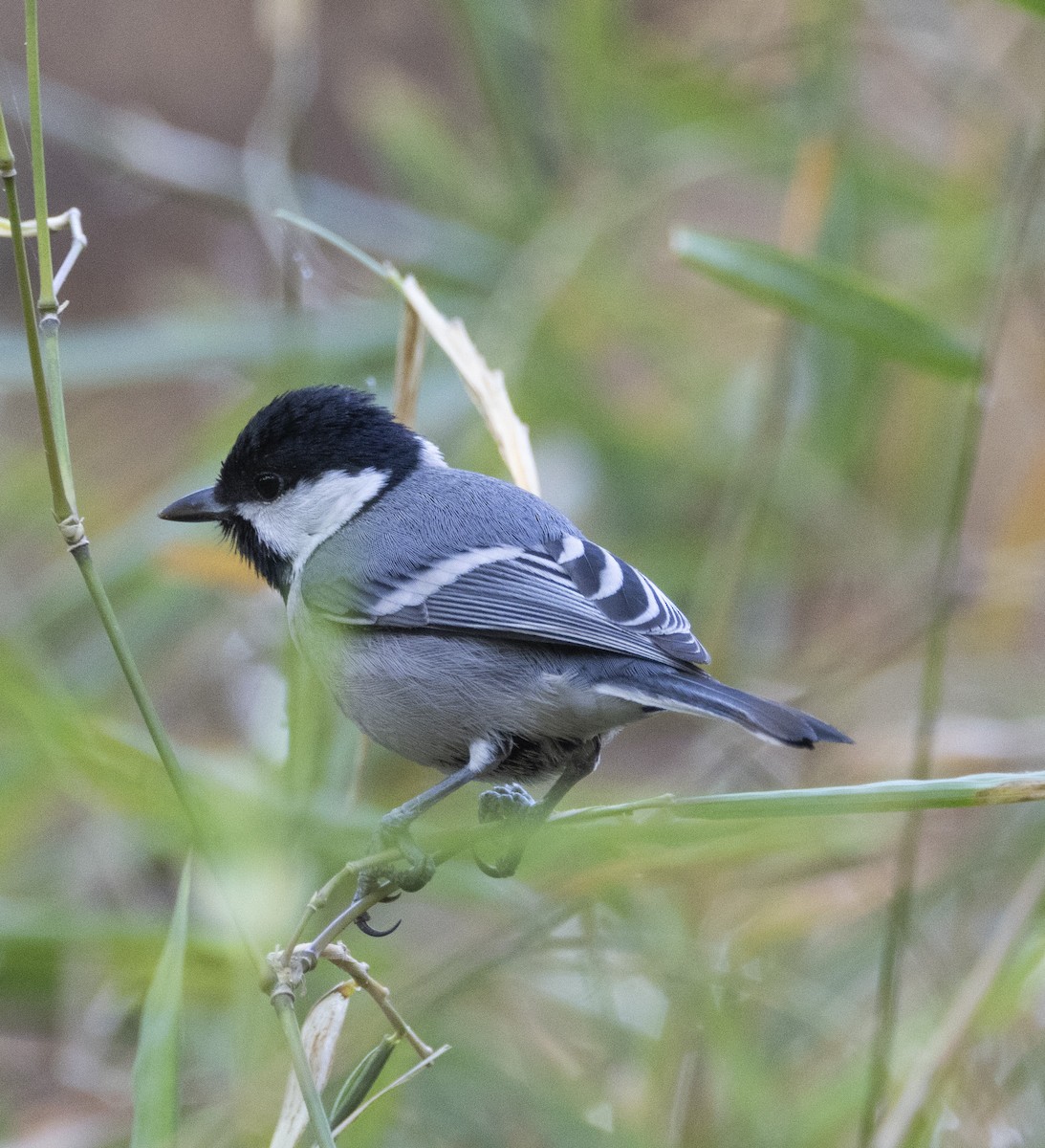 Cinereous Tit - ML613414041