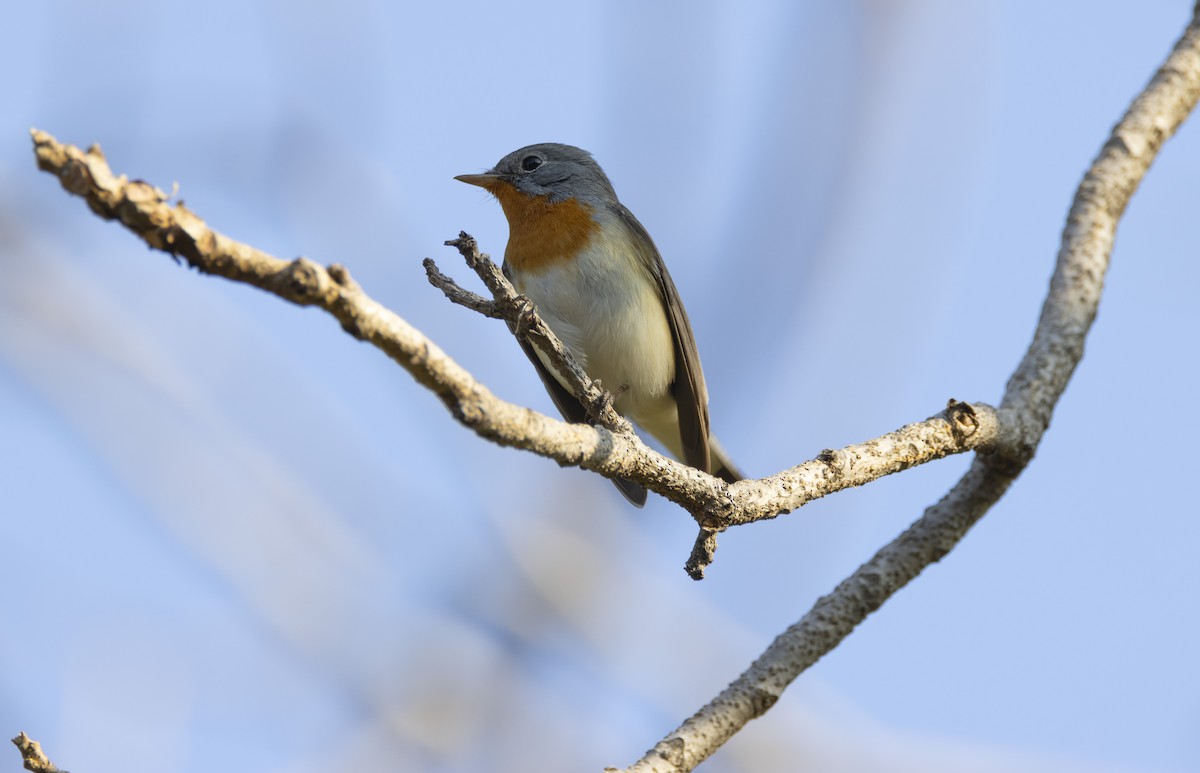 Red-breasted Flycatcher - ML613414055